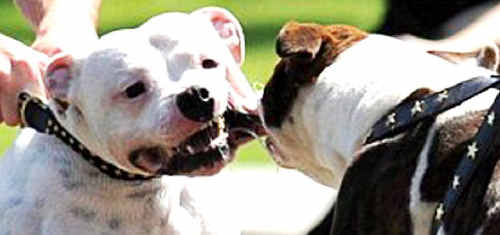 Toowoomba staffy breeder Sylvia Long says the breed is misunderstood, with those that are not purebreds (above) more likely to be vicious. Toowoomba staffy breeder Sylvia Long says the breed is misunderstood, with those that are not purebreds (above) more likely to be vicious.